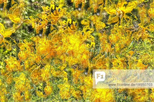 Blumen kreativ  künstlerische Aufnahme  Narzissen (Narcissus)  Osterglocken  gelbe Blüten verfremdet  Pflanzen  all over  Deutschland  Europa