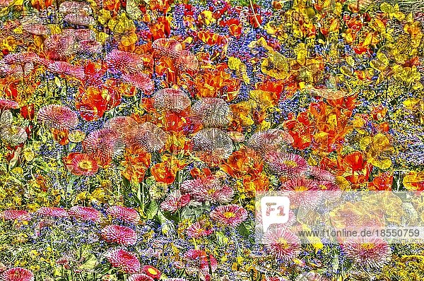 Blumen kreativ  künstlerische Aufnahme  Gänseblümchen (Bellis perennis)  verschiedene Blüten verfremdet  Pflanzen  Blumenmix  all over  Deutschland  Europa