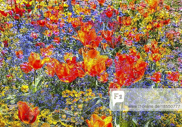 Blumen kreativ  künstlerische Aufnahme  Tulpen (Tulipa)  rote Blüten verfremdet  Pflanzen  all over  Blütenmix  Deutschland  Europa