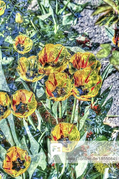 Blumen kreativ  künstlerische Aufnahme  Tulpen (Tulipa)  gelbe Blüten verfremdet  Pflanzen  Deutschland  Europa