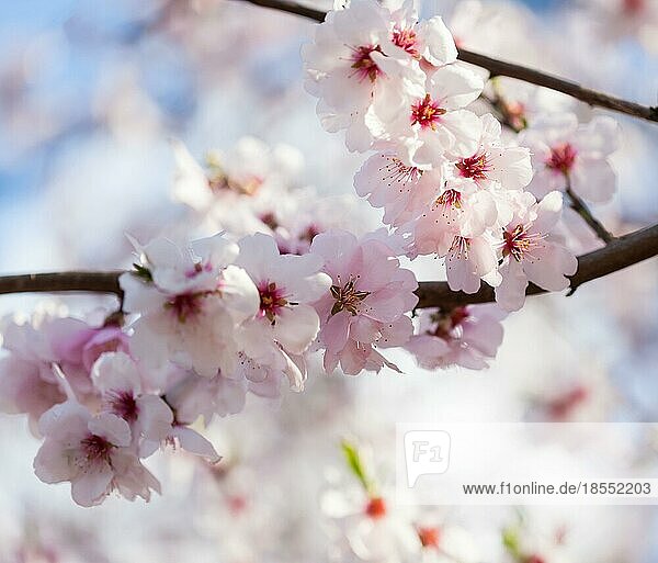 Blühender Kirschbaum Frühlingsstimmung  geringe Schärfentiefe