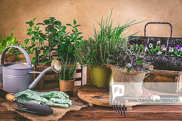 Pflanz und Gartenkonzept Kräuter  Setzlinge und Pflanzen  bereit zum Einpflanzen mit Gartengeräten