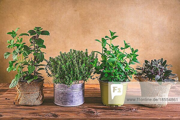 Pflanzung und Gartenarbeit Konzept Kräuter  Minze  Salbei  Basilikum und Thymian auf hölzernen Hintergrund