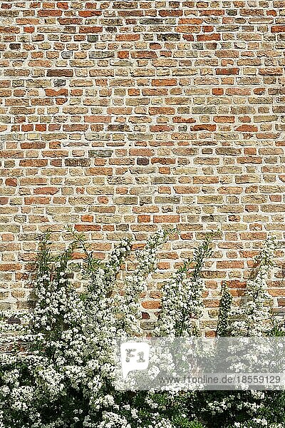 Strauch mit weißen Blüten vor alter Steinmauer als Hintergrund mit Kopierraum