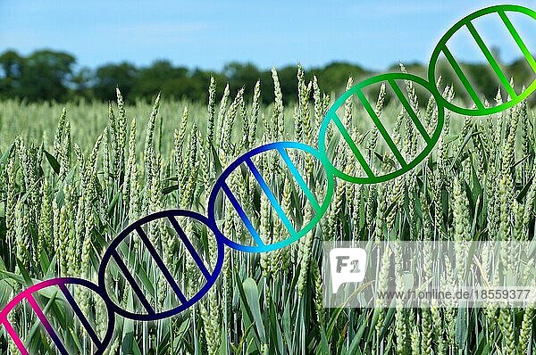 Genom-Editing oder Gentechnik-Konzept  DNA-Doppelhelix über Weizenfeld