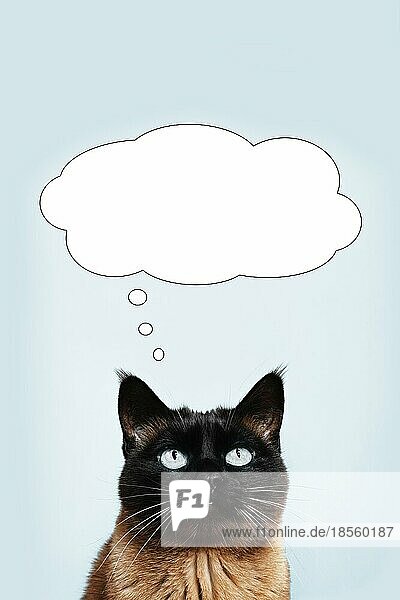 Siamesische Katze denkt oder träumt von etwas - Gedankenblase mit Kopierraum