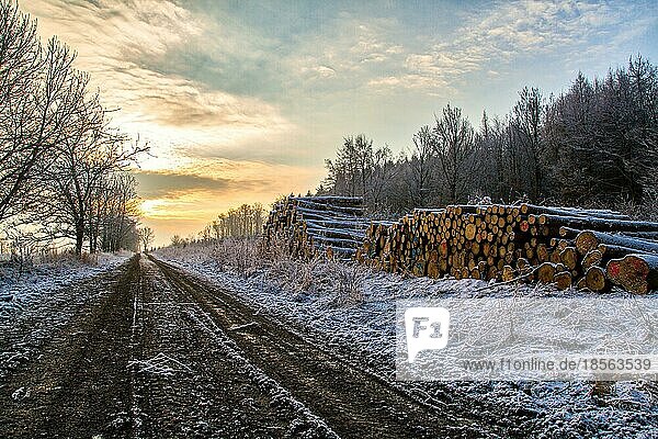 Wintermorgen aufgehende Sonne Waldweg mit Holzpolter
