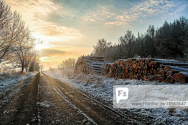 Wintermorgen aufgehende Sonne Waldweg mit Holzpolter