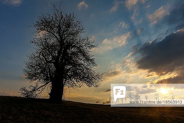 Baum im Sonnenuntergang Abendhimmel