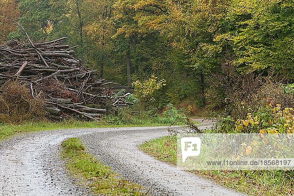 Forstwirtschaft Waldweg mit Holz