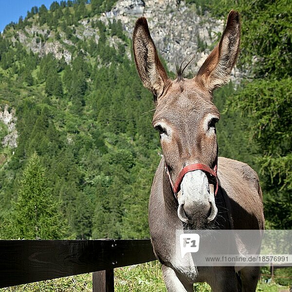 Freier Esel in den italienischen Alpen  Blick in die Kamera
