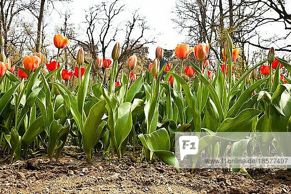 Eine Auswahl von Tulpen  die von der Sonne verwöhnt werden. Alle Blumen haben Köpfe zum Licht gedreht