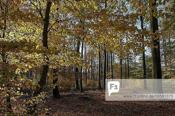 Herbstlicher Buchenwald (Fagus)