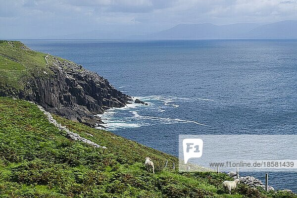 Küstenlandschaft am Slea Head  Dingle-Halbinsel  County Kerry  Irland  Europa