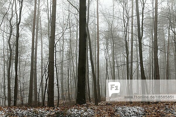 Wald im Winter bei Nebel  Pfälzer Wald  Pfalz  Rheinland-Pfalz  Deutschland  Europa