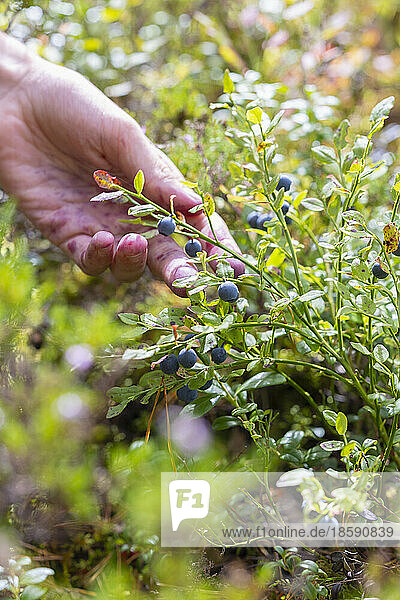Boy (14-15) picking berries from shrub  close up of hand