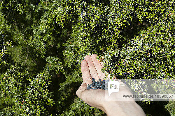 Boy (14-15) picking berries from shrub  close up of hand