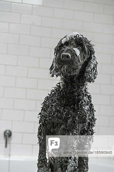 Dog covered in soap sud sitting in bathtub