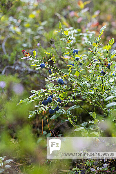 Wild shrub with blue berries