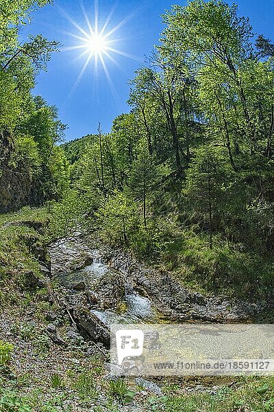Mountain stream in the Kalkalpen National Park  Reichraming  Upper Austria  Austria  Europe