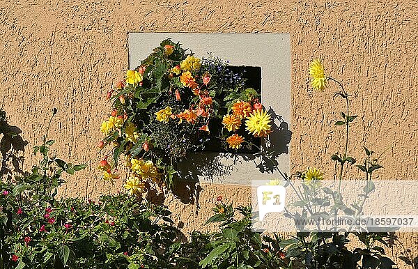 Blumen verschiedene am Fenster außen