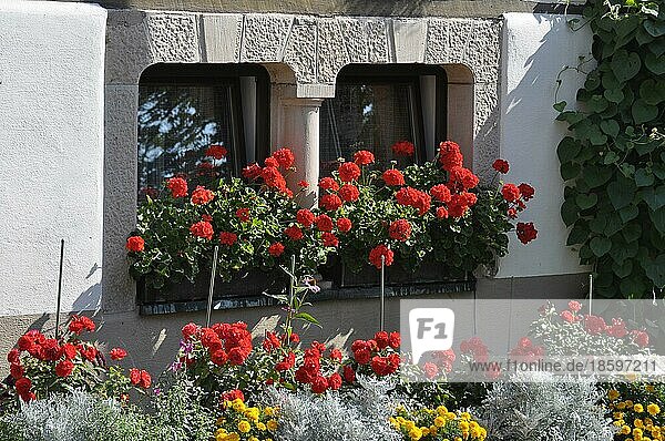 Blumen am Fenster außen  rote Geranien im Kasten  Pelargonium
