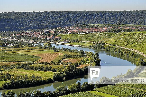 Weinberg-Terassen  Weinberge  Felder  Wiesen  Steillage  Fluss : Neckar  Hessigheim  Neckarschleife  Wein und Obstwanderweg bei Mundelsheim