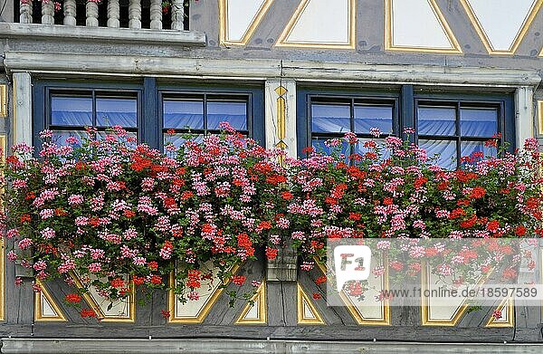 Altstadt in Besigheim  rote Hängegeranien  Fachwerkhaus  Geranien am Fenster