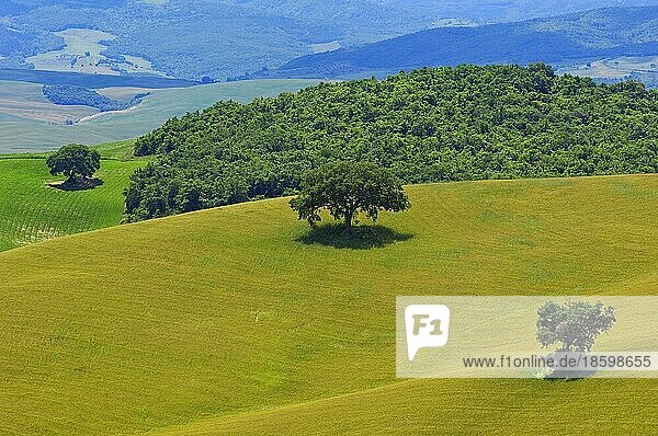 Val d'Orcia  Orcia-Tal  Felder und einzelner Baum  Pienza  Toskana-Landschaft  UNESCO-Weltkulturerbe  Provinz Siena  Toskana  Italien  Europa