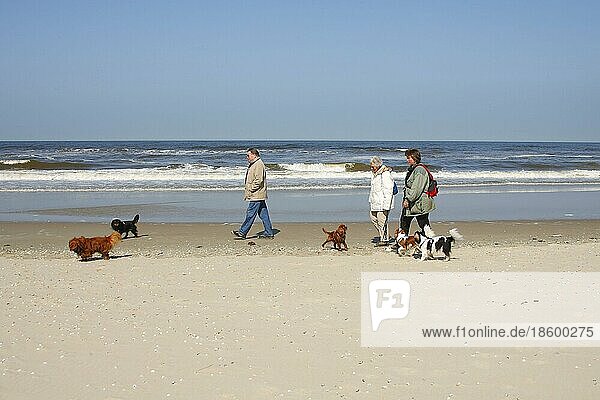 Menschen und Cavalier King Charles Spaniel  Spaziergang am Strand  Texel  Niederlande  spazieren gehen  Europa