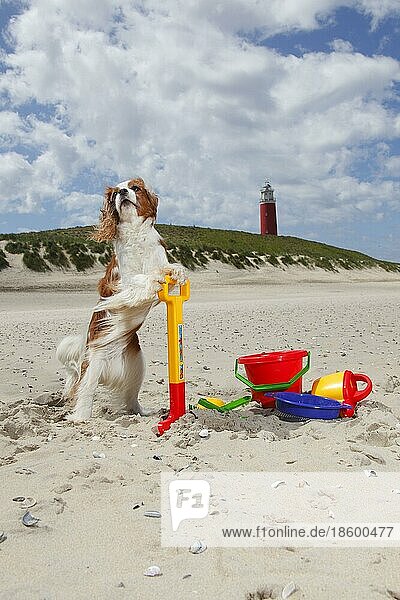 Cavalier King Charles Spaniel  Blenheim  am Strand  Insel Texel  Niederlande  Sandspielzeug  Spielzeug  windig  Europa