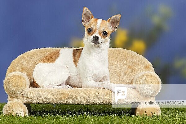 Chihuahua  kurzhaarig  Hundesofa  Couch