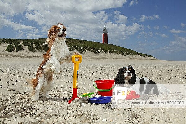 Cavalier King Charles Spaniel  Blenheim und tricolour  am Strand  Insel Texel  Niederlande  Spielzeug  Strandspielzeug  Europa