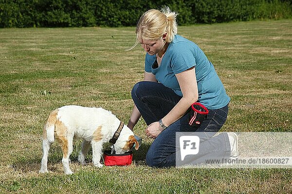 Frau gibt Parson-Russell-Terrier Wasser  Parson-Jack-Russell-Terrier  Wassernapf  Faltnapf  Reisenapf  knien  kniet  kniend