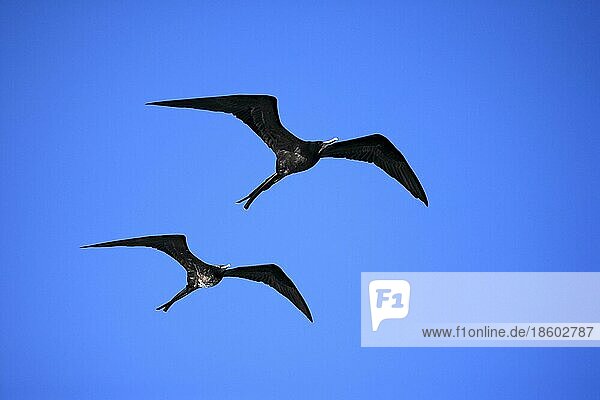 Bindenfregattvögel (Fregata minor)  männlich  Galapagos-Inseln  Ekuador  Binden-Fregattvogel  freistellbar