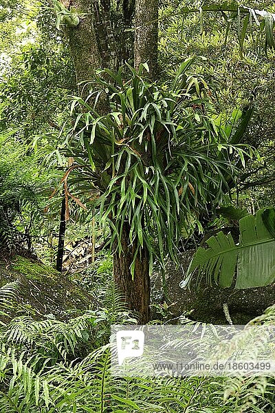Hirschhornfarn  Lamington-Nationalpark (Platycerium bifurcatum)  Australien  Ozeanien