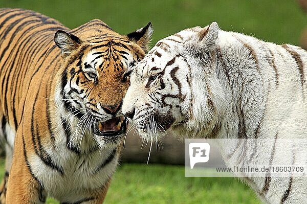 Indische Tiger (Panthera tigris tigris)  normalfarben und weiß  Königstiger  Weißer Tiger  Weißer Königstiger