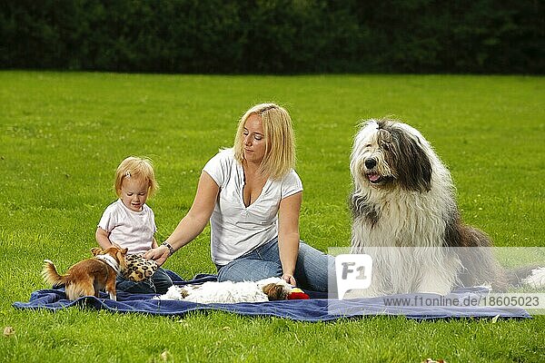 Frau mit Tochter  Bobtail  Chihuahua und Mischlingshund  Welpe  Altenglischer Schäferhund  Old English Sheepdog