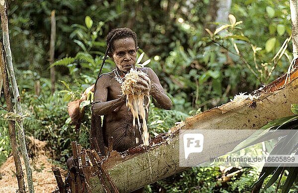 Frau vom Volk der Korowai bei der Herstellung von Sagomehl  West-Papua  West-Neuguinea  Irian-Jaya  Baummenschen  Indonesien  Asien