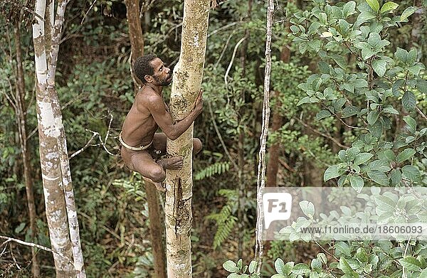 Man from Korowai people climbing in tree  West Papua  West New Guinea  Irian-Jaya  tree people  Indonesia  Asia