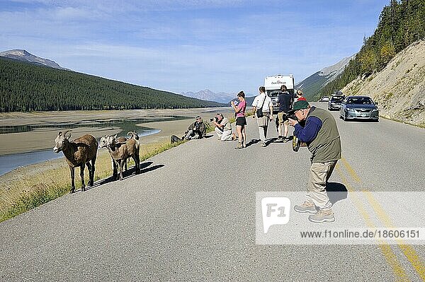 Tourist photographing bighorn sheep (Ovis canadensis)  females and young  Medecine Lake  Jasper National Park  Alberta  Canada  North America
