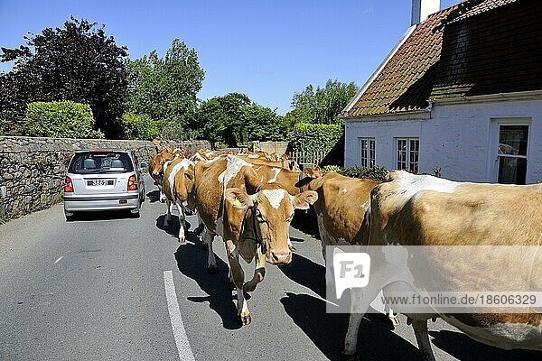 Guernsey cattle  cows on road  channel islands  guernsey