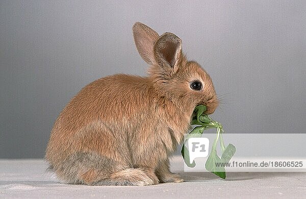 Young Domestic Rabbit eating  Hauskaninchen  Jungtier  frisst Salat  Kaninchen  seitlich  side  innen  Studio