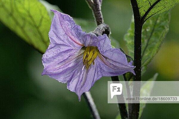 Auberginenblüte (Solanum melongena)  Gemüse  Nutzpflanzen  Nachtschattengewächse  Solanaceae  Blüten  Blüte  Violett  Querformat  horizontal