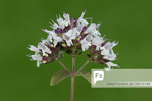 Majoran (Origanum majorana)  Gewürzpflanzen  Topfkräuter  Pflanzen  Lippenblütler (Labiatae)  Violett  Querformat  horizontal  Blüten  Blüte