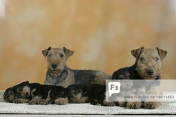 Welsh Terrier  pair with puppies  Welsh-Terrier  Paar mit Welpen  innen  Studio  puppy