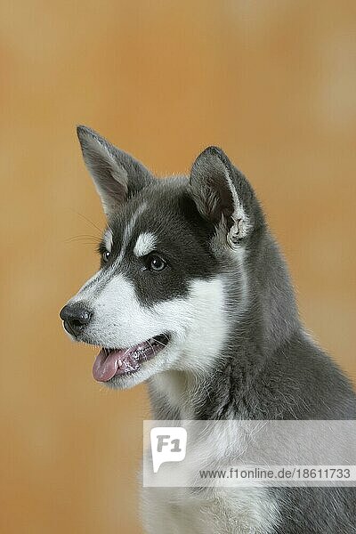 Alaskan Malamute  blau  Welpe  3 Monate