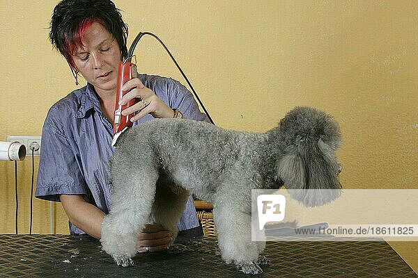 Woman shearing Toy Poodle  silver  Frau schert Zwergpudel  silber  Hundeschur  scheren  Hundefriseur  Hundefrisör  innen