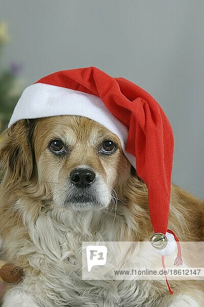 Mixed Breed Dog at christmas time  Mischlingshund mit Nikolausmütze zur Weihnachtszeit  innen  Studio