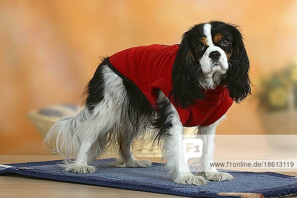 Cavalier King Charles Spaniel  tricolor  mit Pullover  Schutzkleidung  Hundebekleidung
